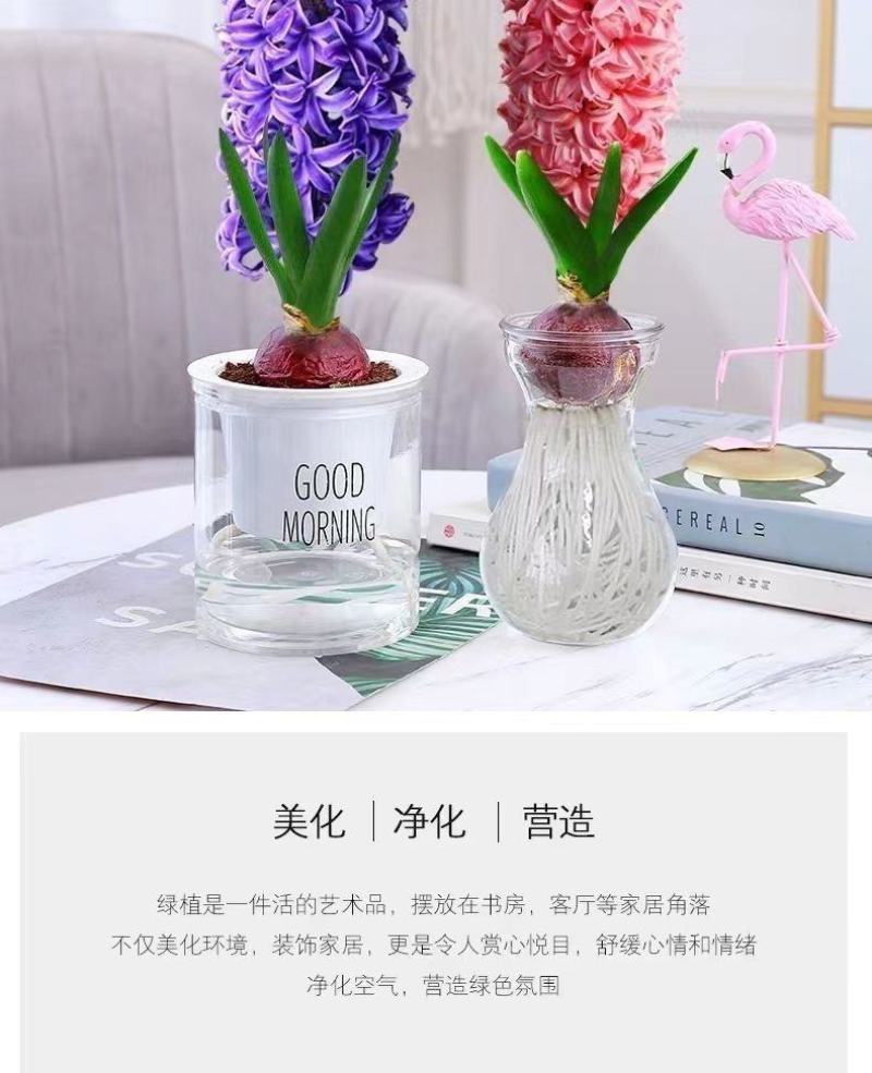 进口风信子种球水培套装室内外阳台桌面秋冬水养花卉盆栽植物