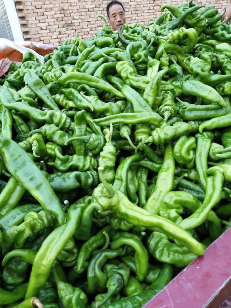 【官方推荐】海南精品螺丝椒薄皮泡椒大量上市质量保证