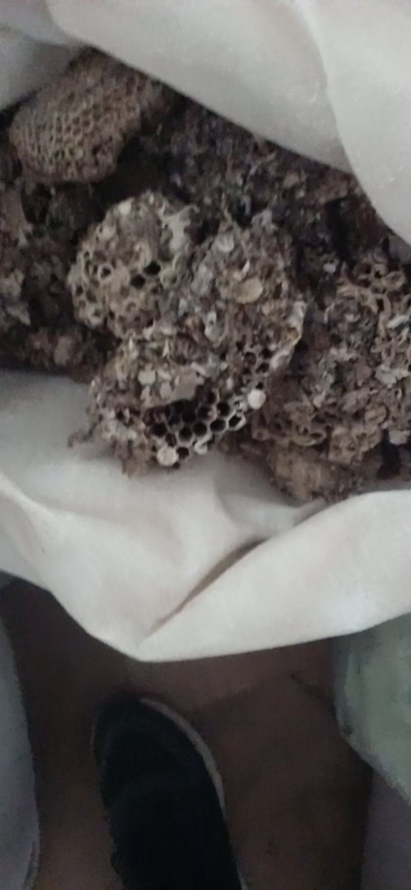 蜂房.马峰窝.中药材批发.质量保证规格齐全.