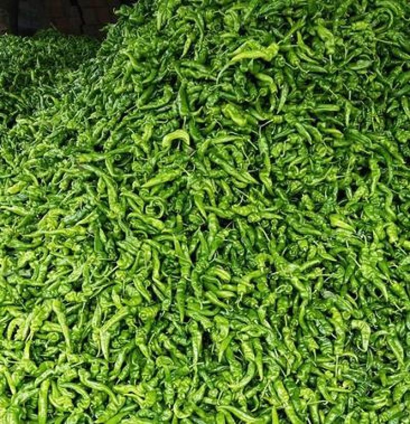 海南临高露天螺丝椒大量上市质量保障产地货源欢迎联系