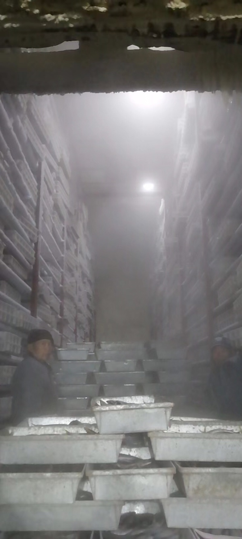 鲅鱼、马鲛鱼，燕尾鲅、大量有货定制包装，