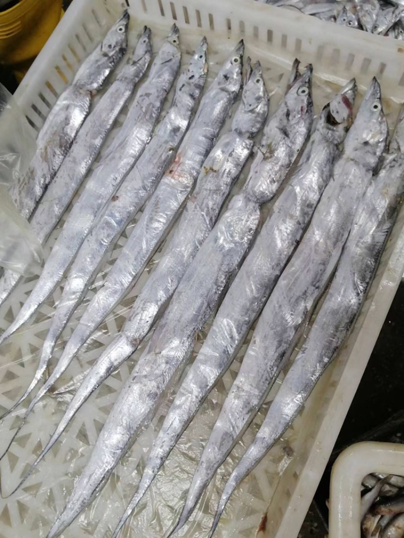 鲅鱼、马鲛鱼，燕尾鲅、大量有货定制包装，