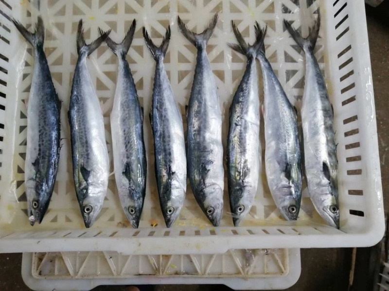 鲅鱼、马鲛鱼，燕尾鲅、大量有货定制包装，
