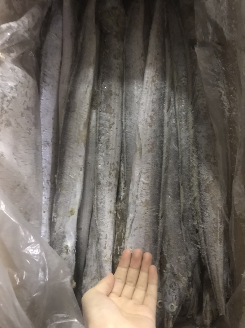 鲅鱼、马鲛鱼，燕尾鲅、大量有货定制包装，