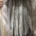 鲅鱼、马鲛鱼，燕尾鲅、大量有货定制包装，