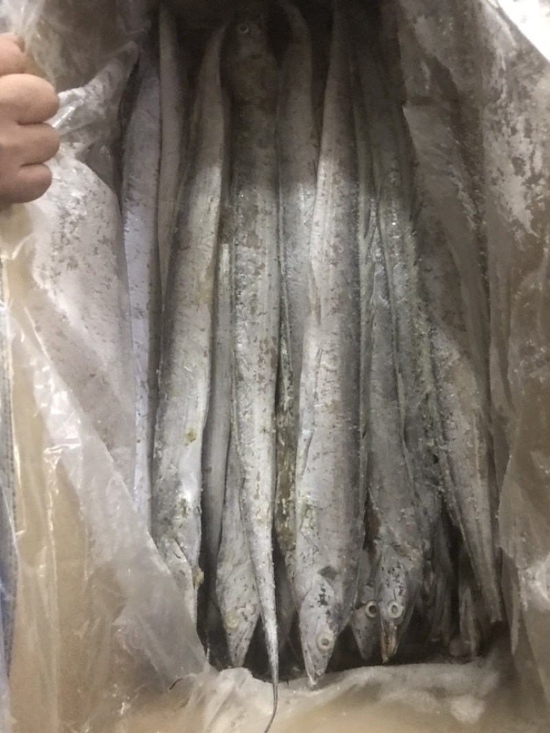 鲅鱼、马鲛鱼，燕尾鲅、大量有货定制包装，