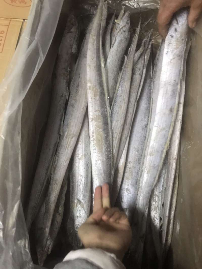 鲅鱼、马鲛鱼，燕尾鲅、大量有货定制包装，