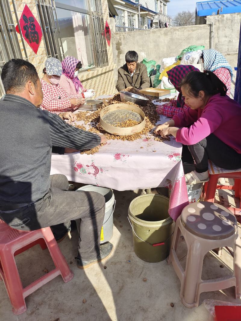 毛桃种子桃树种子