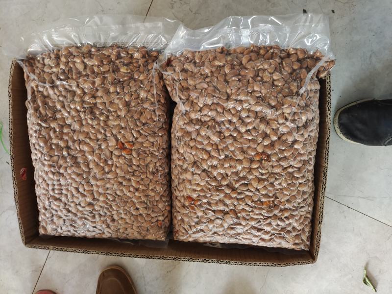 毛桃种子桃树种子