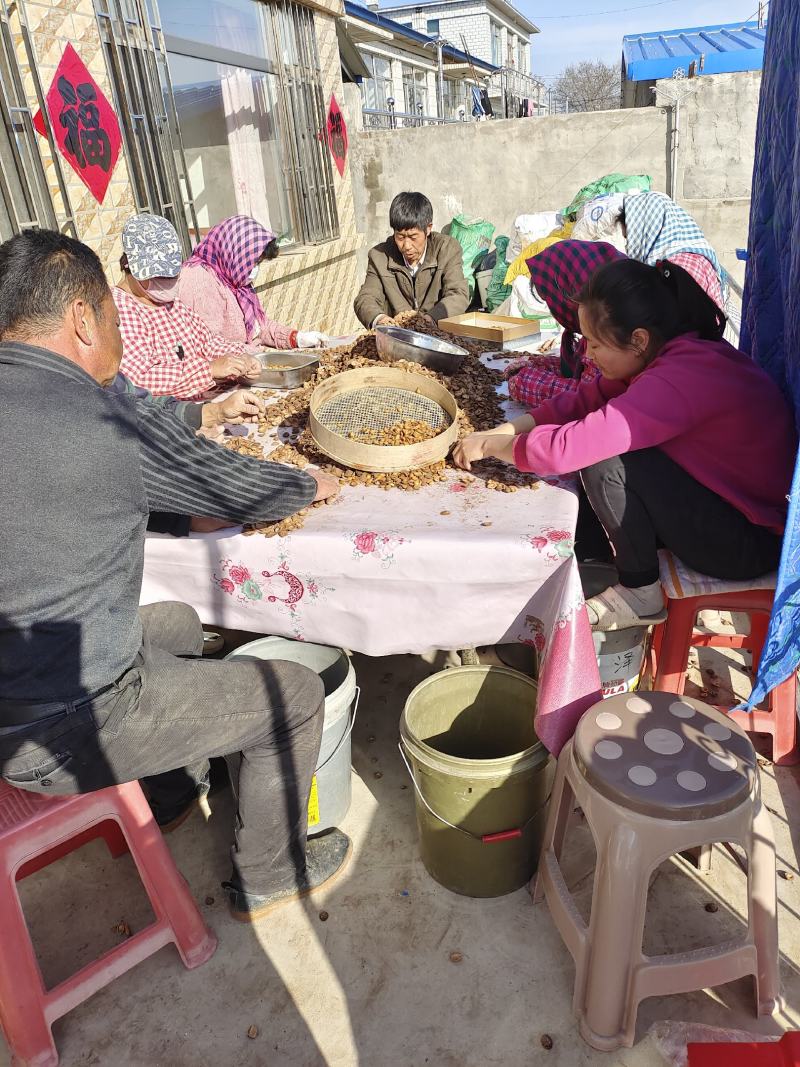 毛桃种子桃树种子