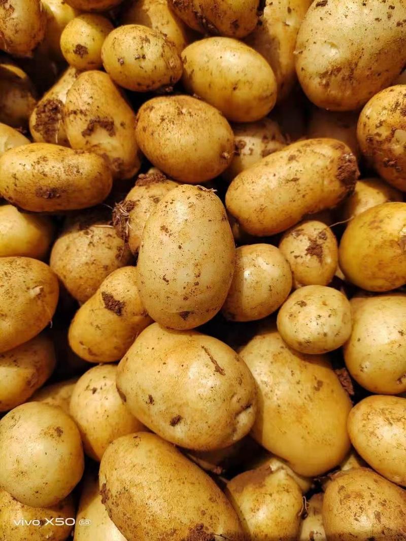 土豆内蒙古沃土5号土豆大量上市，货源充足价格实惠