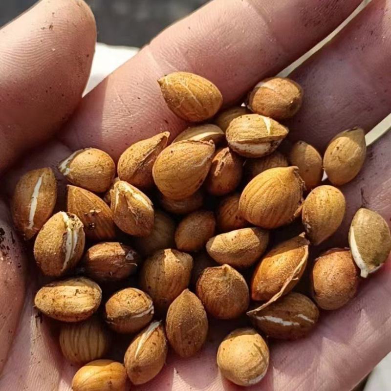 山桃树种子山桃芽一公斤多2000粒