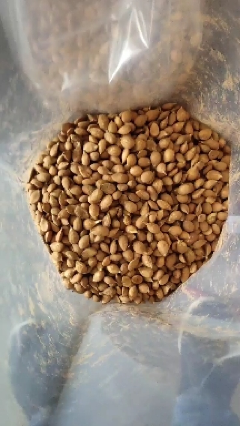 山桃树种子山桃芽一公斤多2000粒