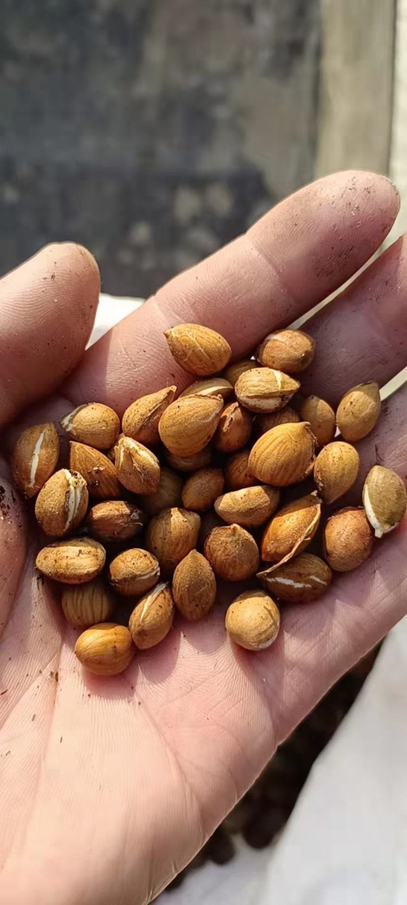山桃树种子山桃芽一公斤多2000粒