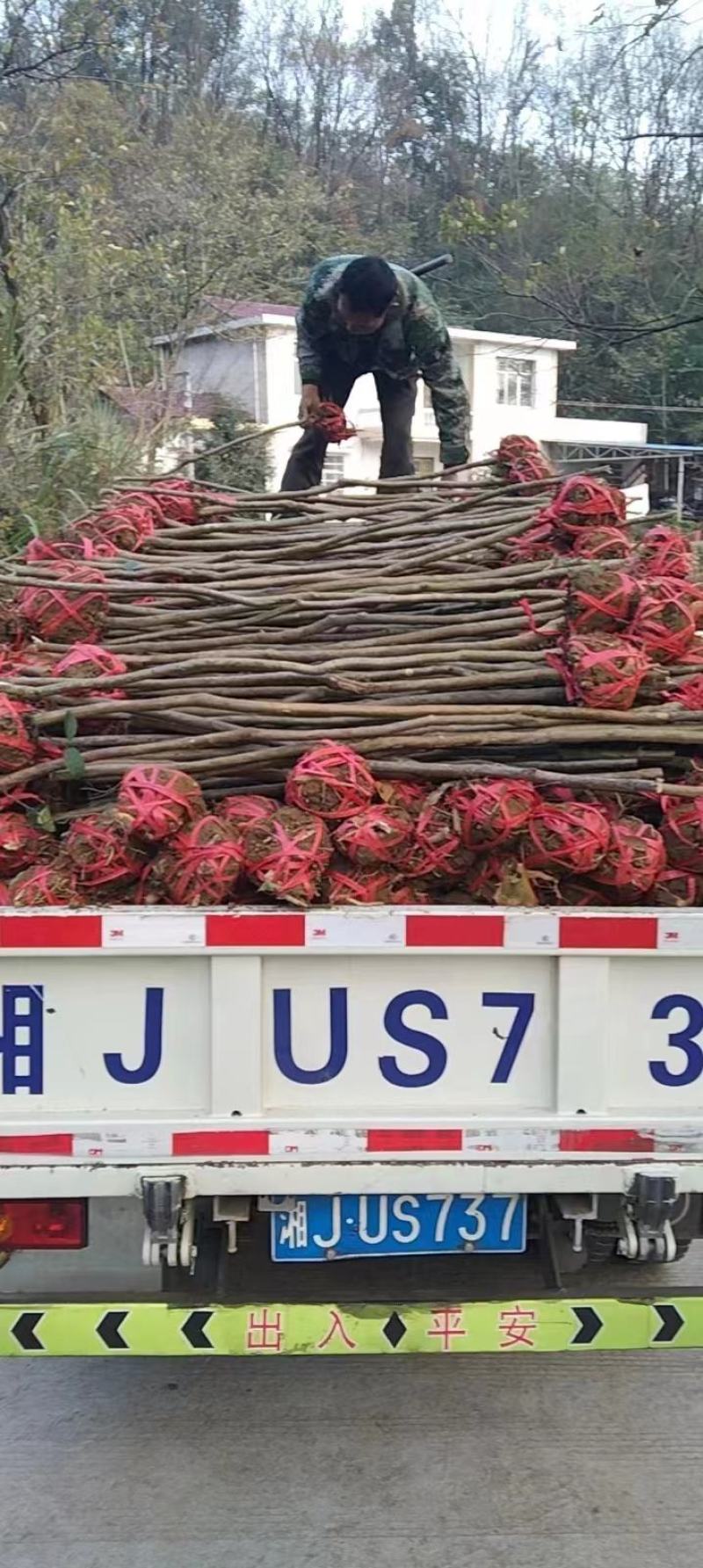 常德红花紫薇苗各种规格产地直发全国发货欢迎致电咨询
