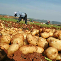 云南文山优质土豆即将大量上市，实力代办，欢迎采购
