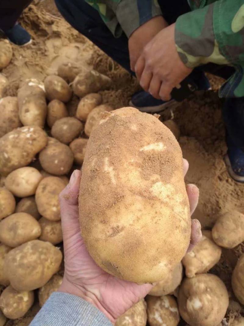 内蒙优质226土豆，货源充足，质量保证，价格美丽可详聊