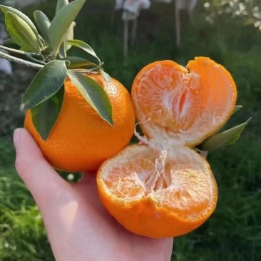 精品春见耙耙柑四川浦江丑橘大量上市皮薄汁多果面干净