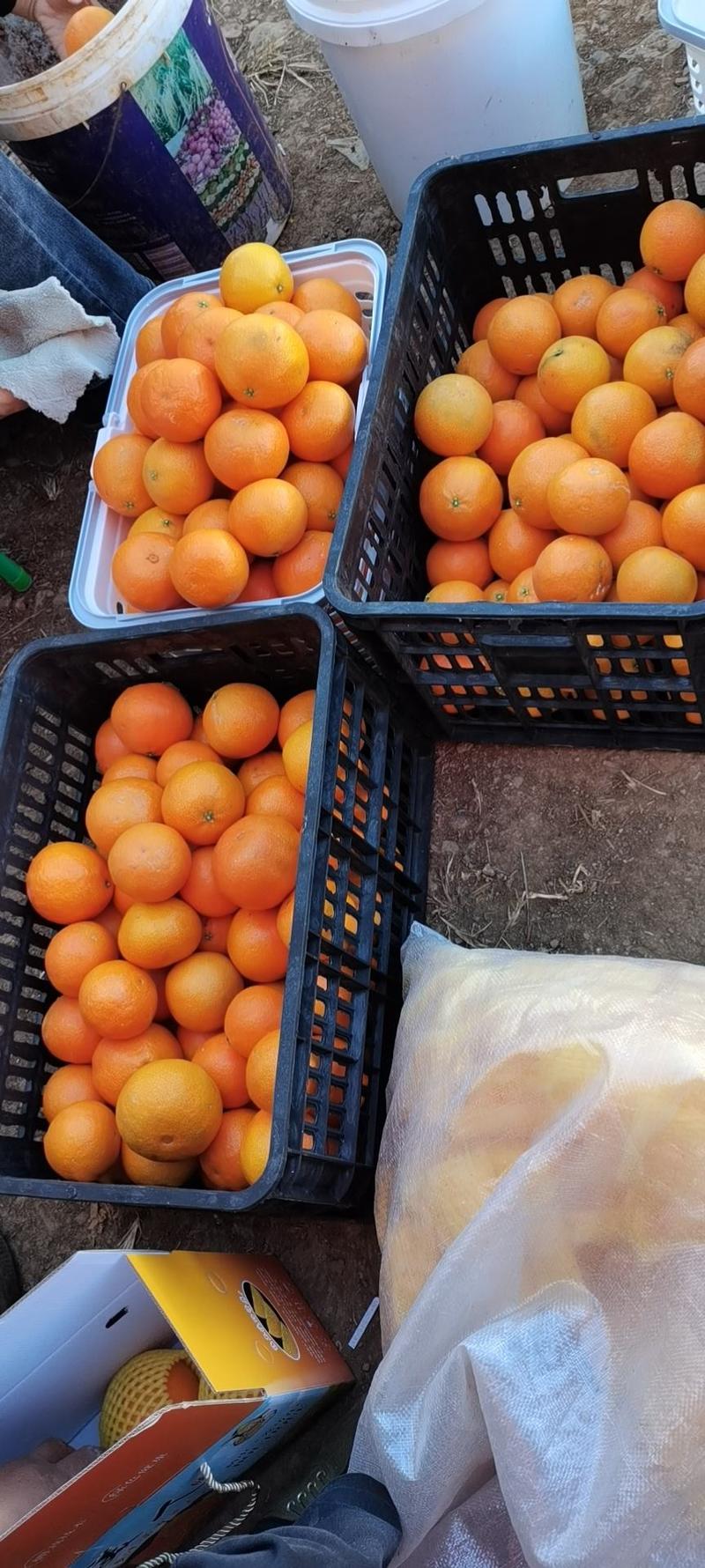 甘平柑橘，明日见柑橘