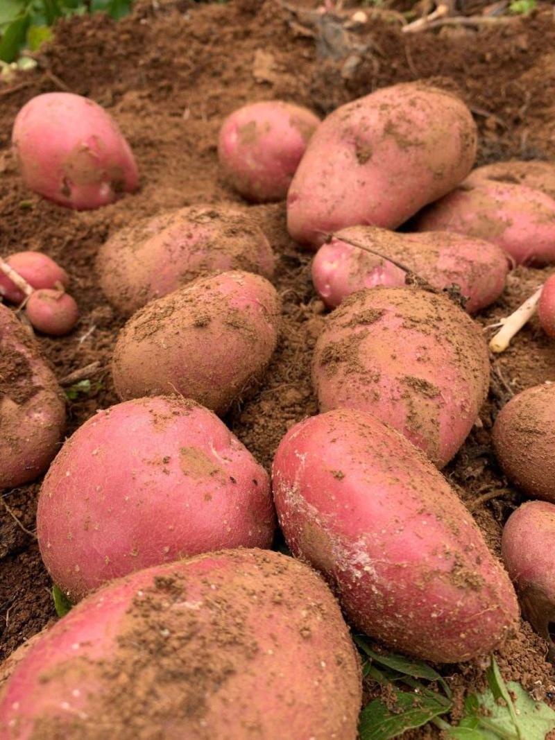 【精品】内蒙红皮土豆大量上市货源充足价格便宜产地直发