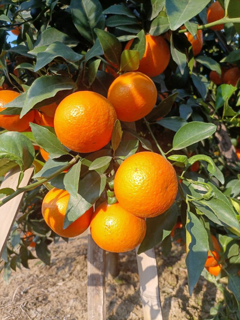 云南芒市沙糖桔，果子属于中粗皮，上市代收代发全国欢迎采购