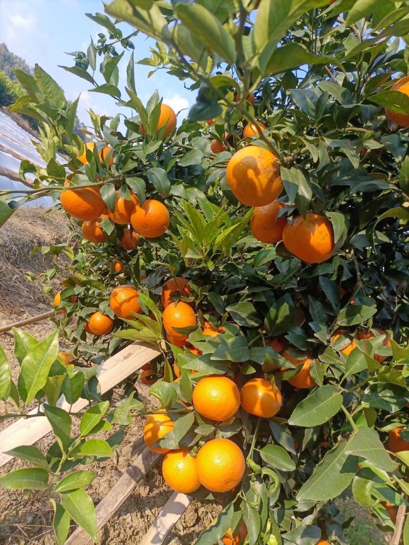 云南芒市沙糖桔，果子属于中粗皮，上市代收代发全国欢迎采购