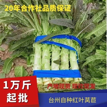 红叶莴苣，现砍现发，物优价廉