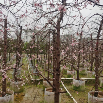 水蜜桃6-12分大量现货供应。欢迎各位老板前来选购