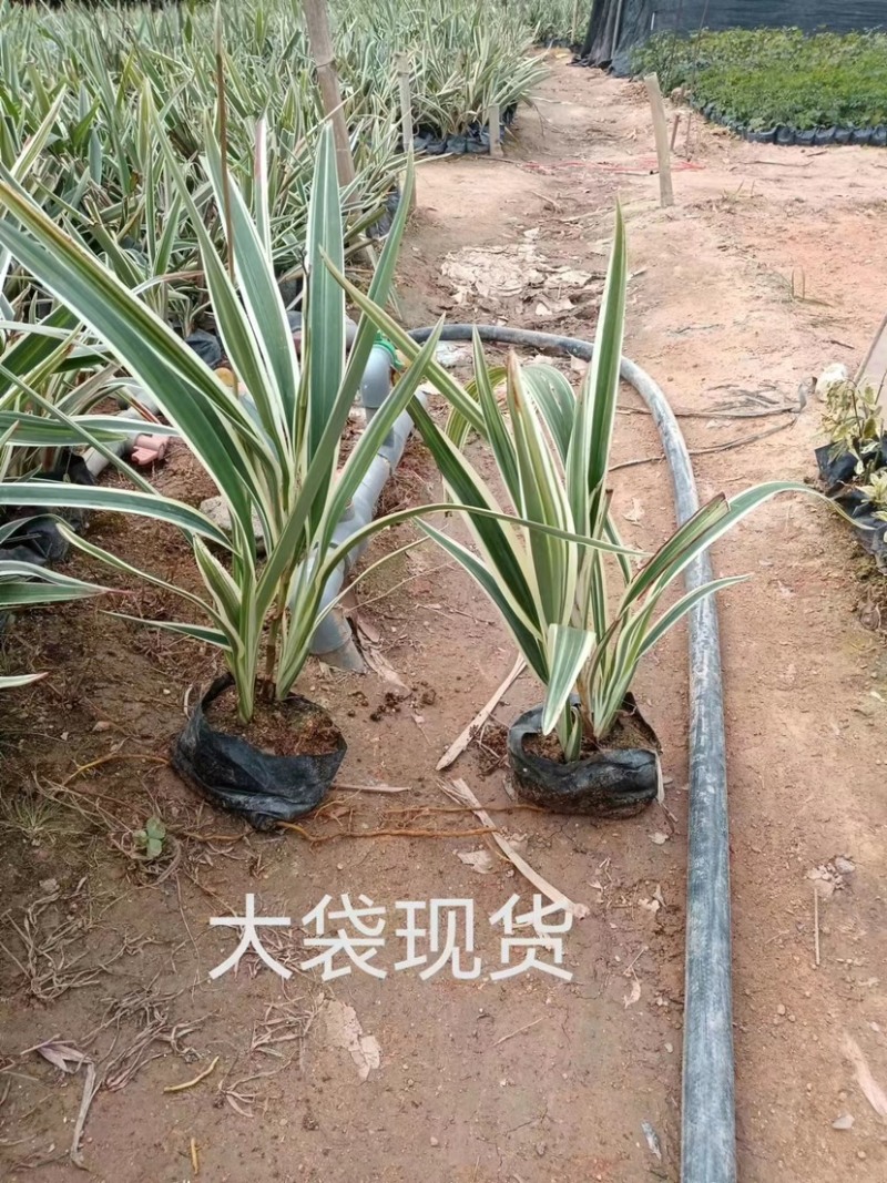 山管兰5-7袋苗