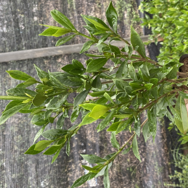 小叶栀子花5-7袋苗