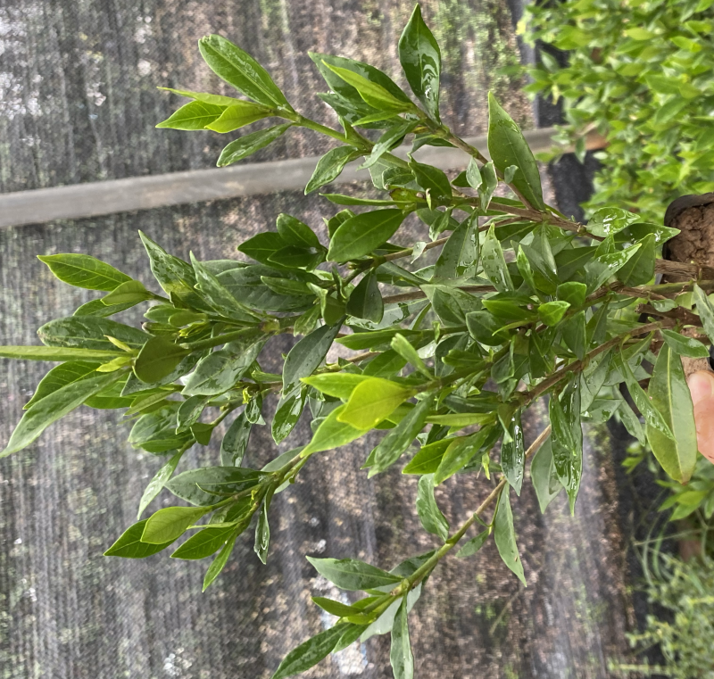 小叶栀子花5-7袋苗