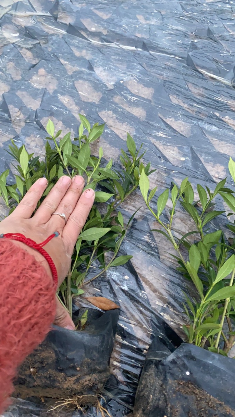 小叶栀子花5-7袋苗