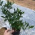 小叶栀子花5-7袋苗