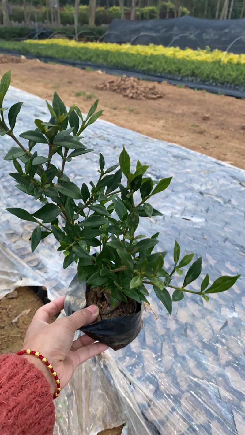 小叶栀子花5-7袋苗