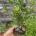 小叶栀子花5-7袋苗