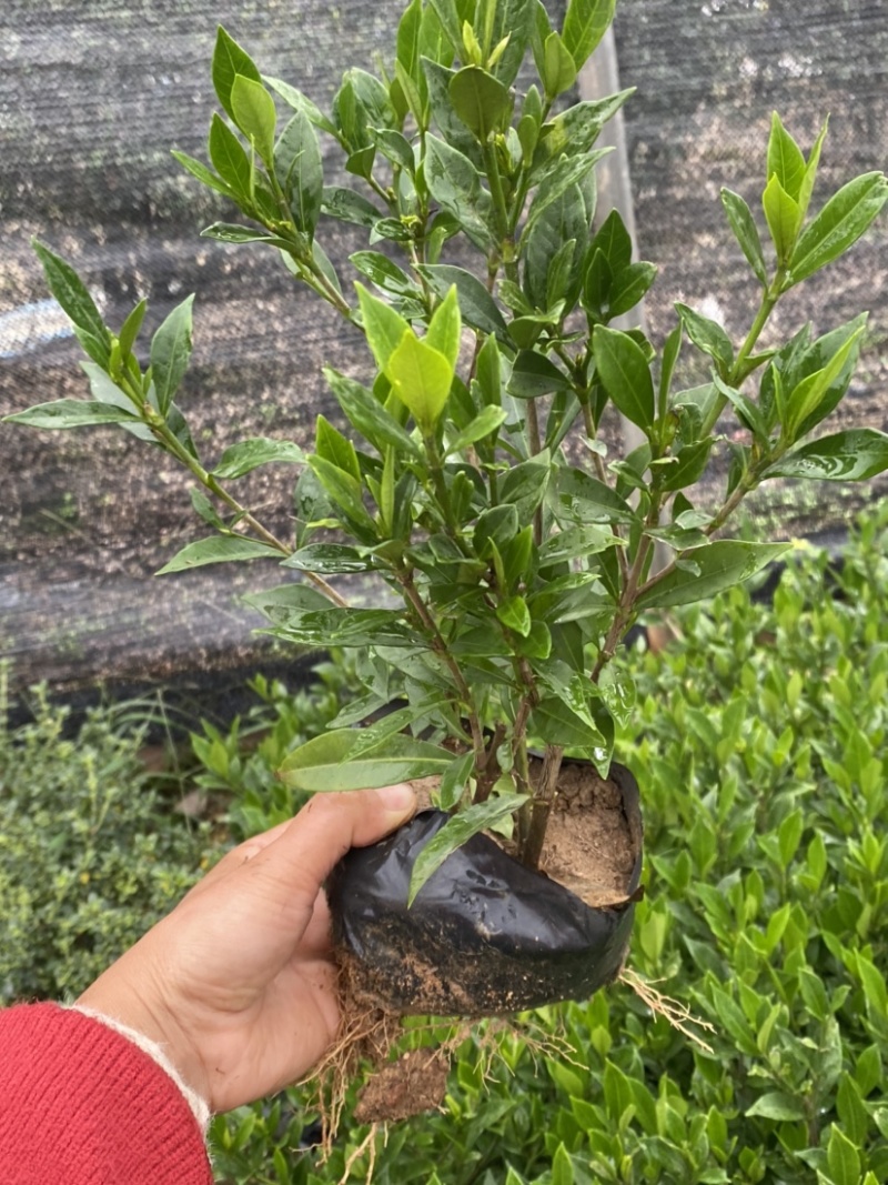 小叶栀子花5-7袋苗
