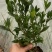 小叶栀子花5-7袋苗