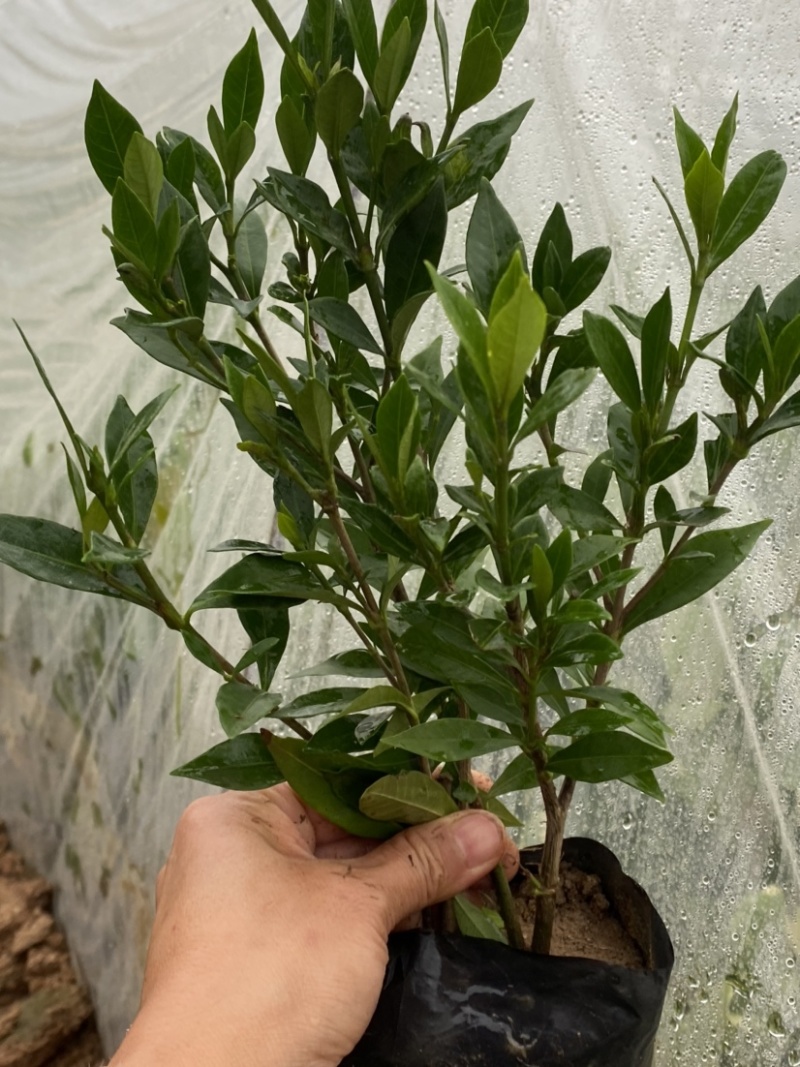 小叶栀子花5-7袋苗