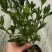 小叶栀子花5-7袋苗