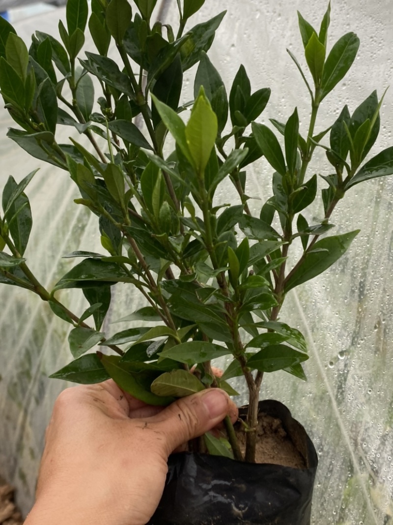 小叶栀子花5-7袋苗