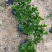 小叶栀子花5-7袋苗