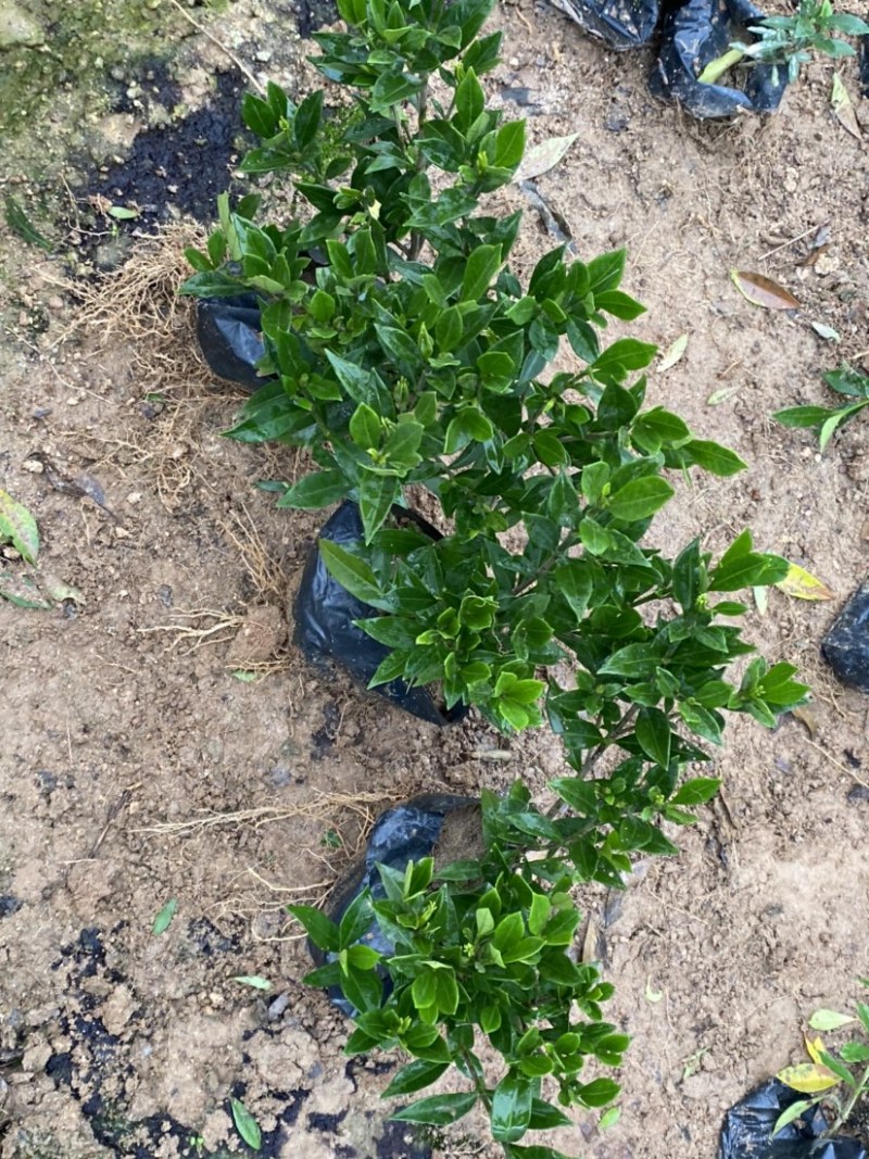 小叶栀子花5-7袋苗