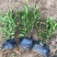 小叶栀子花5-7袋苗