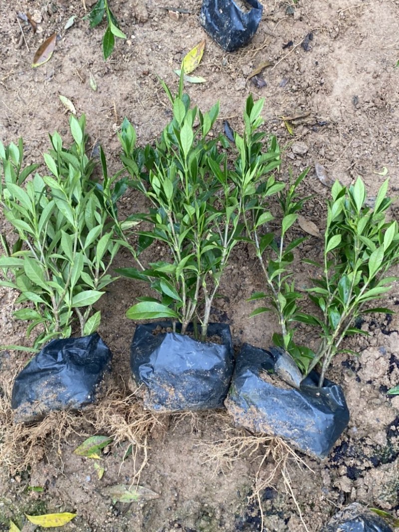 小叶栀子花5-7袋苗