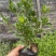 小叶栀子花5-7袋苗