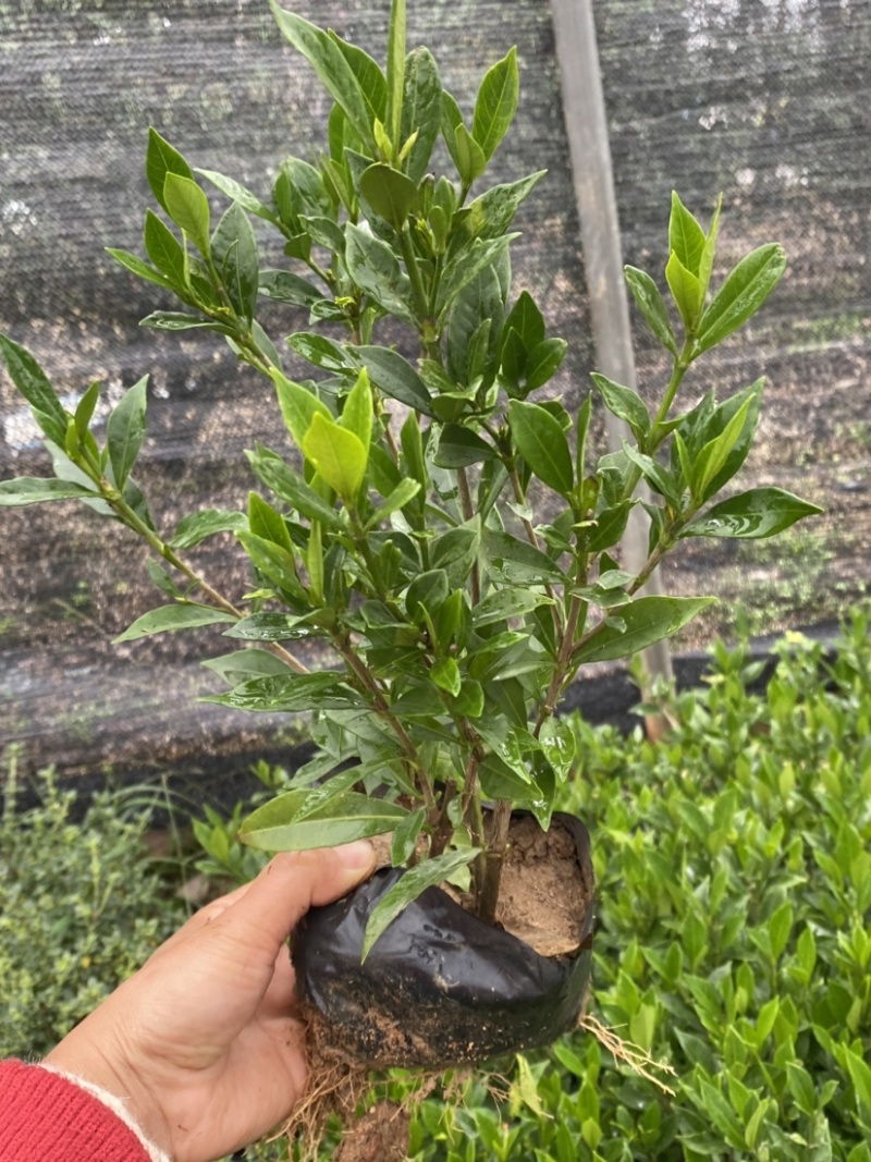 小叶栀子花5-7袋苗