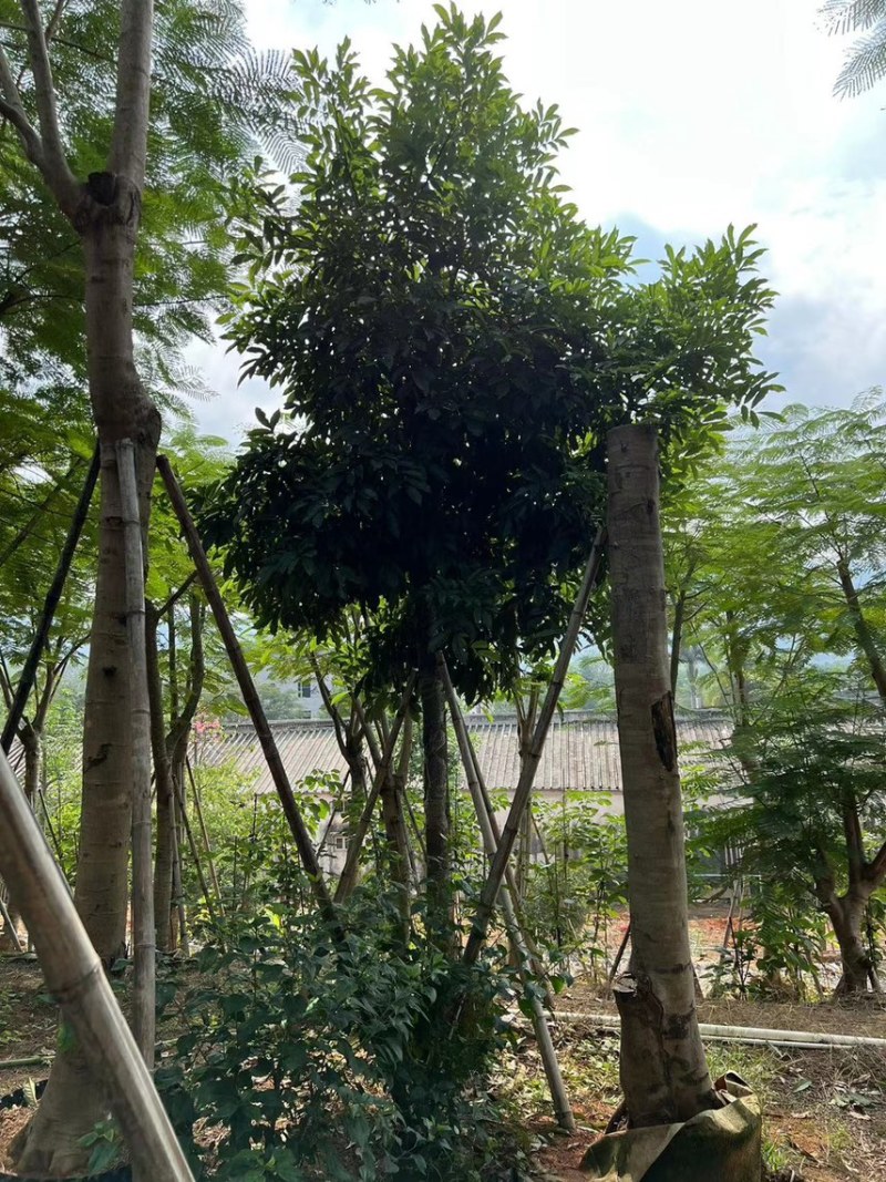 海南红豆6-15分大量现货供应需要老板前来选购