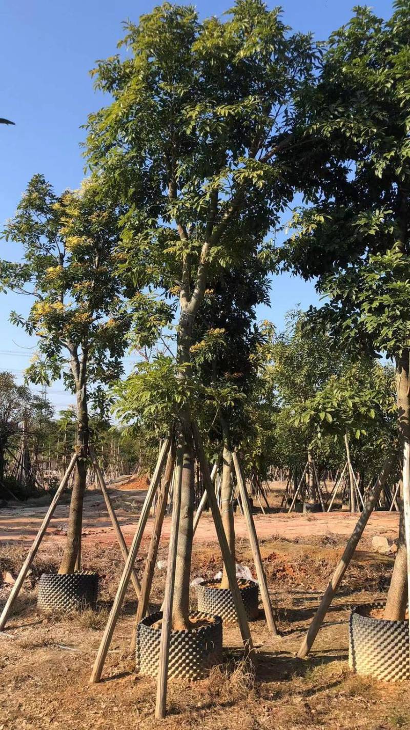 海南红豆6-15分大量现货供应需要老板前来选购