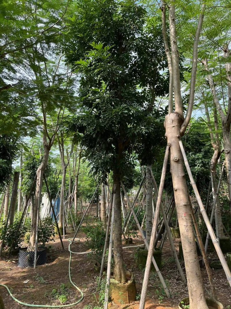 海南红豆6-15分大量现货供应需要老板前来选购