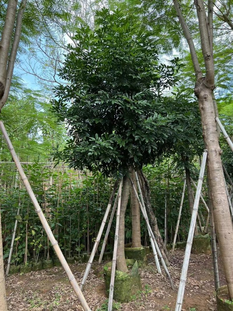 海南红豆6-15分大量现货供应需要老板前来选购